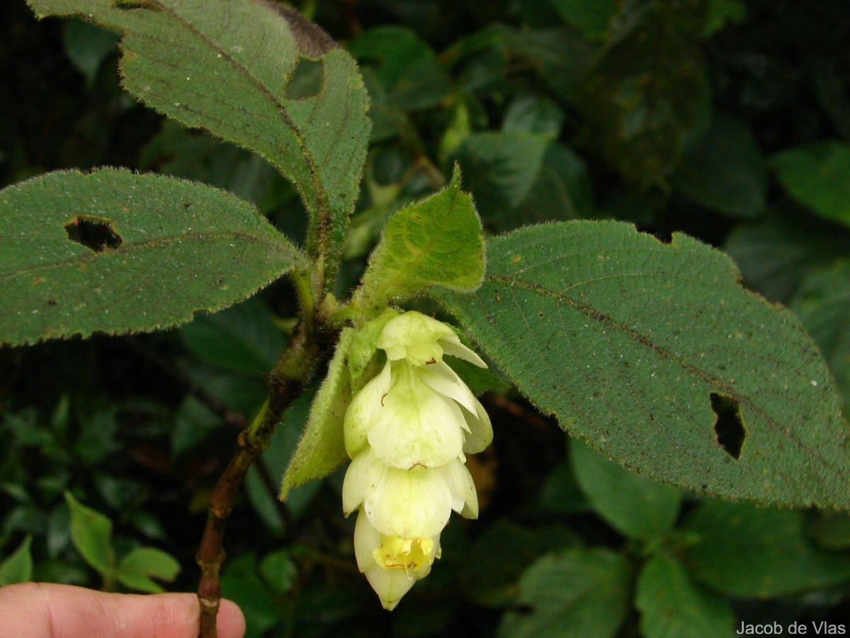 Strobilanthes calycina Nees